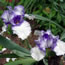 Iris germanica Orinoco Flow